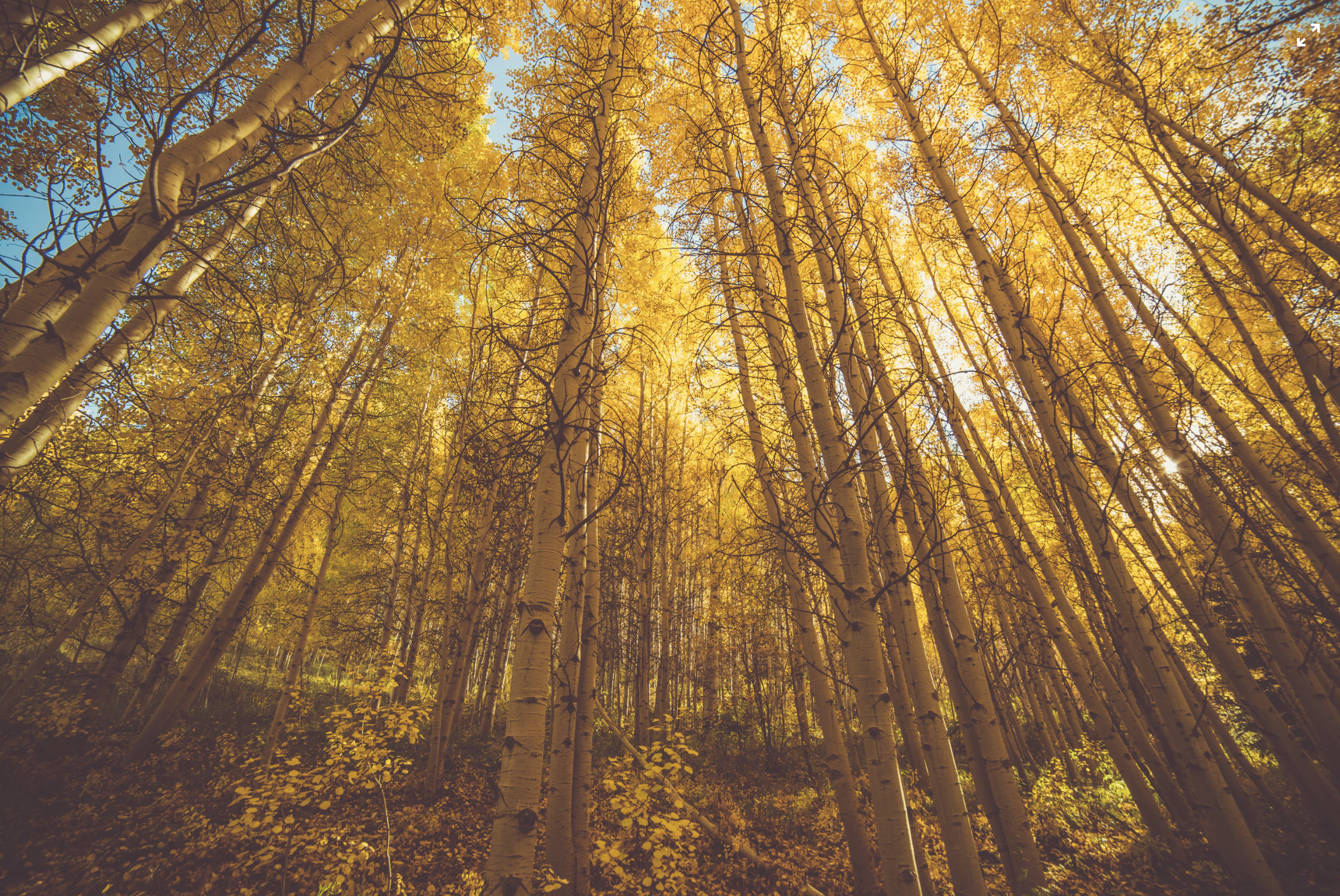 Vibration of Energy and Physical Wellness 32 Screenshot 2019 03 01 at 14.20.56